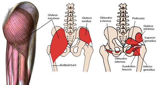 Glute muscles