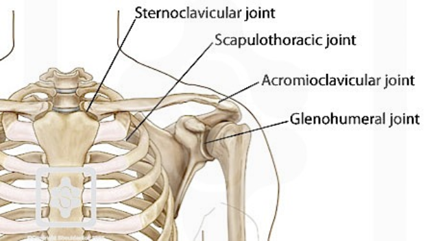 Joints of the shoulder 1