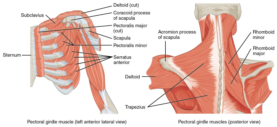 Muscles of the shoulder 1